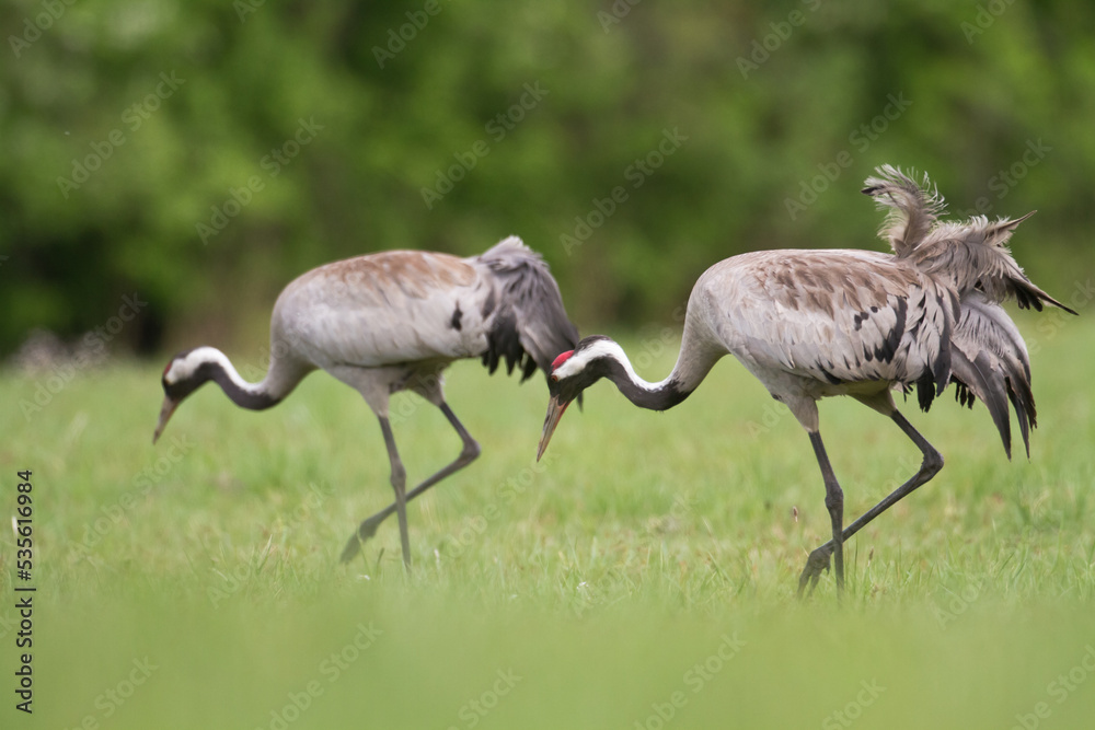 Obraz premium Wild common crane, grus grus, walking on hay field in spring nature. Large feathered bird landing on meadow from side view. Animal wildlife in wilderness