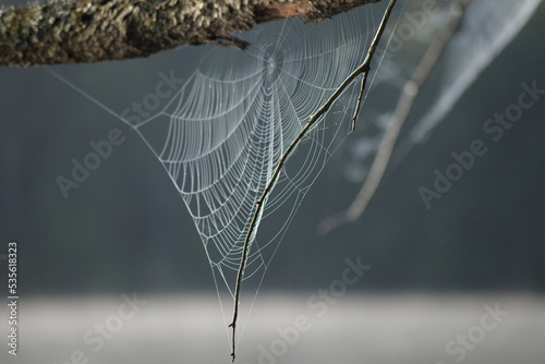Dawn Spider Web