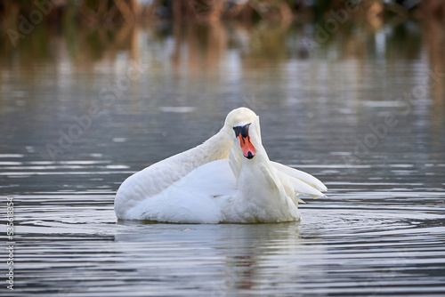 Fototapeta Naklejka Na Ścianę i Meble -  Mute swan preening feathers in  winter season (Cygnus olor)