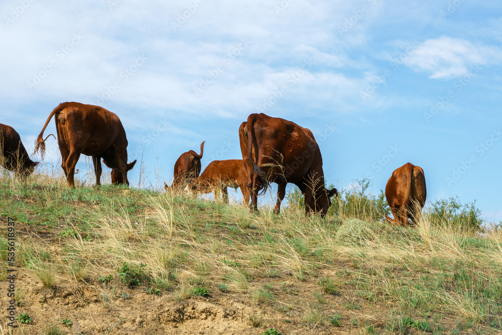 Cows graze in the field Cows graze in the field