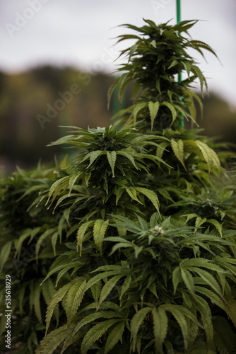 Flowering Cannabis Plant