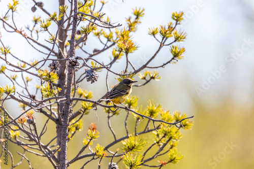 Western yellow wagtail sitting on a tree branch