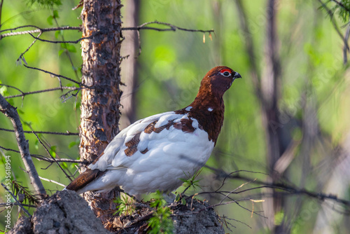 Male Willow ptarmigan in breeding plumage sits on an old stump in the forest photo