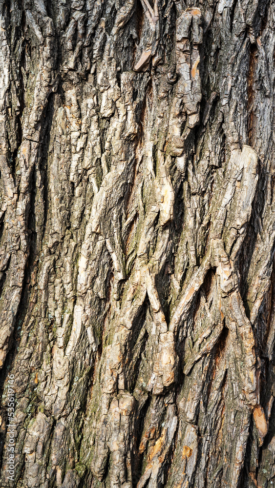 Rough tree bark. Tree trunk close-up. Texture of the natural surface. Vertical image Rough tree bark. Tree trunk close-up. Texture of the natural surface. Vertical image