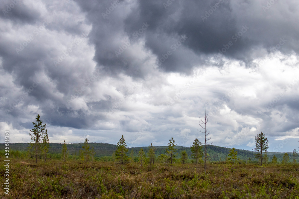 Fototapeta premium Northern landscape with a swamp and large clouds. Arctic. Border of Russia and Norway