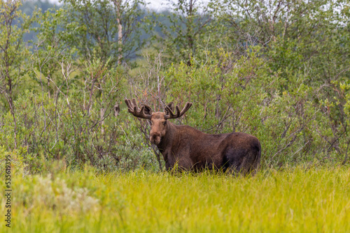 An adult moose stands in the forest and looks at the photographer