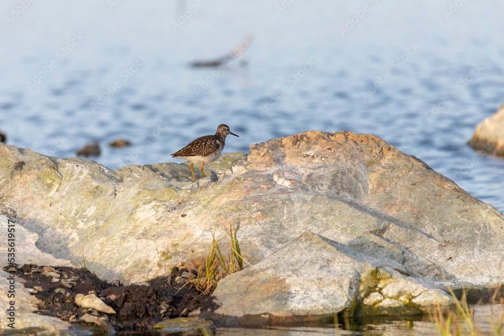 Fototapeta premium Wood sandpiper stands on a large stone