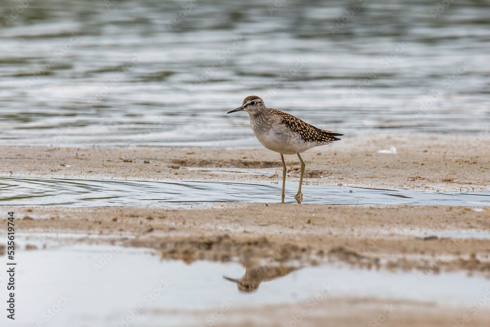 Obraz premium Wood sandpiper on a sandy shore near the water
