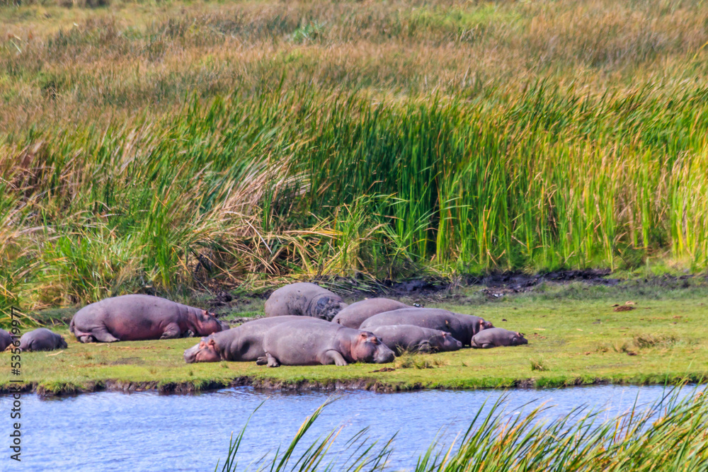 Fototapeta premium Group of hippos (Hippopotamus amphibius) laying on a lakeshore in Ngorongoro Crater national park, Tanzania