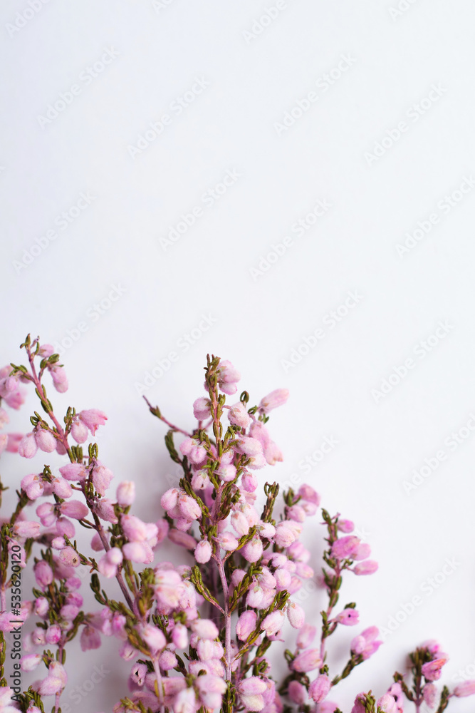 Delicate pink flowers, deadwood on a light background. Minimalistic composition. Background for blog place for text. View from above. Empty space for text. Postcard for congratulations