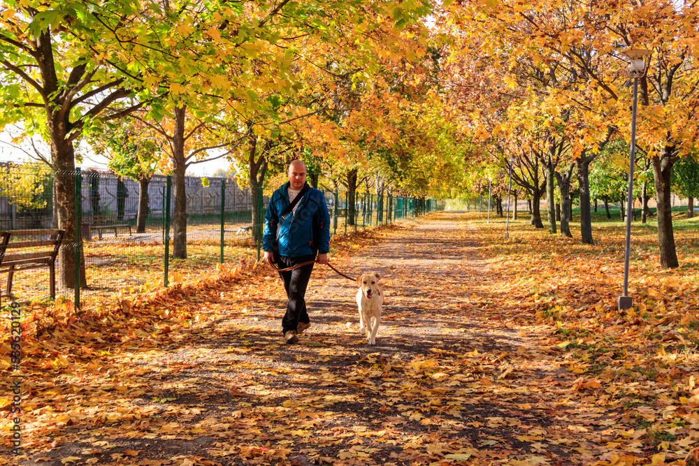 Handsome man walking his labrador retriever dog in autumn park Handsome man walking his labrador retriever dog in autumn park