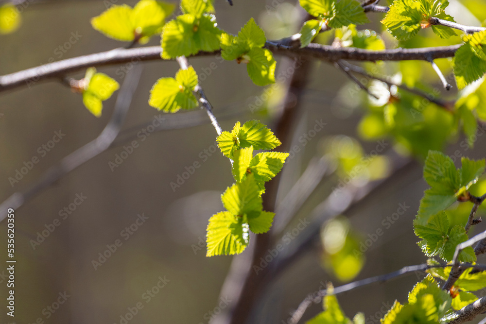 Birch branches with young foliage in spring Birch branches with young foliage in spring