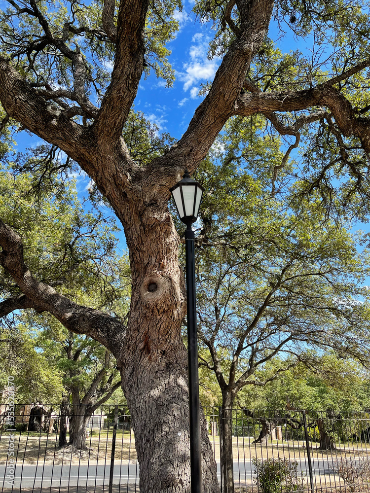 Obraz premium lamp post against tree