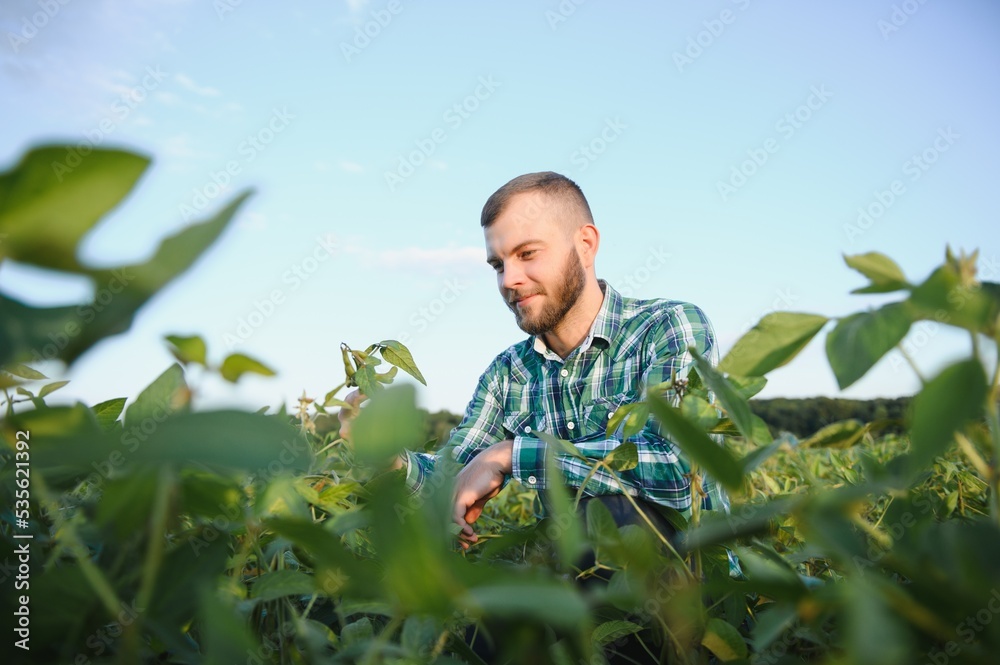 Agronomist inspects soybean crop in agricultural field - Agro concept - farmer in soybean plantation on farm Agronomist inspects soybean crop in agricultural field - Agro concept - farmer in soybean plantation on farm
