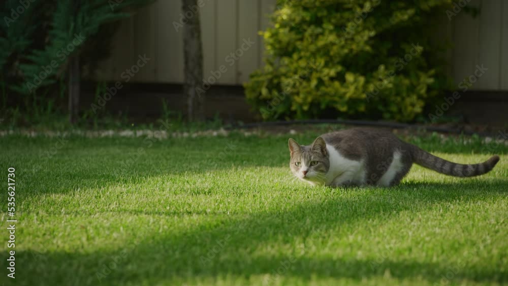 Domestic cat playing in the garden. White tabby short hair kitty preparing to attack on the grass