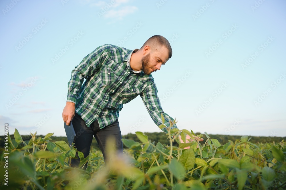 A farmer agronomist inspects green soybeans growing in a field. Agriculture A farmer agronomist inspects green soybeans growing in a field. Agriculture
