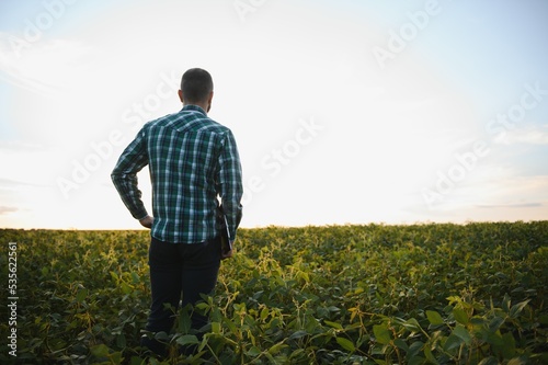 Agronomist inspects soybean crop in agricultural field - Agro concept - farmer in soybean plantation on farm © Serhii
