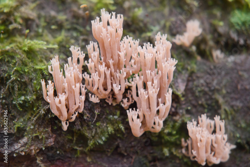 Artomyces pyxidatus wild mushroom. Crown coral or crown-tipped coral fungus.