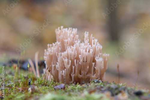 Artomyces pyxidatus wild mushroom. Crown coral or crown-tipped coral fungus.
