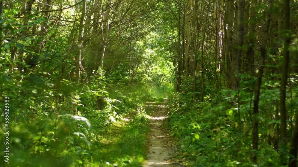 A narrow path trodden through the forest between the trees. A place for cozy walks through the summer forest. A narrow path trodden through the forest between the trees. A place for cozy walks through the summer forest.