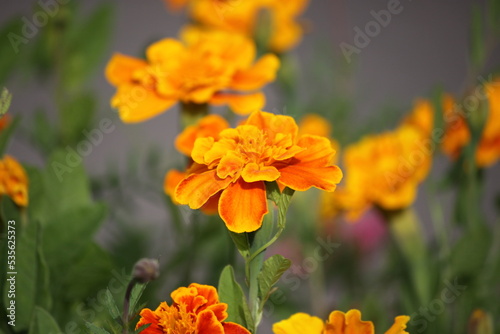 Marigold flower close-up.