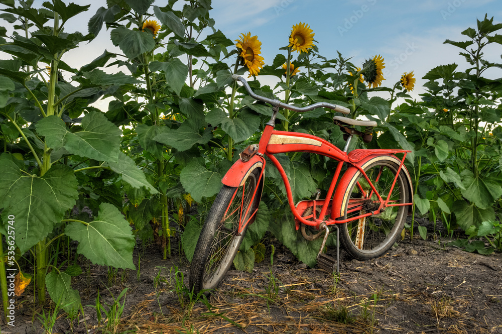 Edge of Sunflower Field and Red Bicycle
