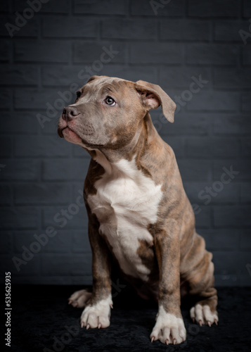 Cute gray dog with beautiful eyes posing for photo