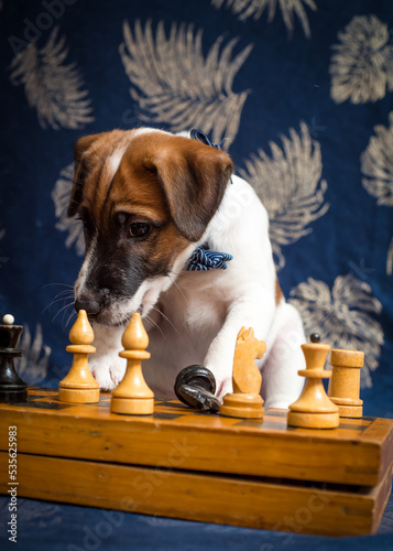 Cute thoughtful dog lies near the chess © Mykola Tkach