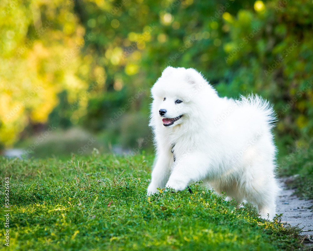 White fluffy dog runs through the grass in the garden