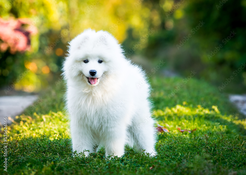 White fluffy dog stands on the grass in the garden