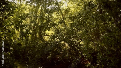 View of a leafy forest where the camera drops down to see a river pass through the area and where sunlight reflects off the water with bright sparkles photo