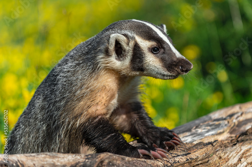 North American Badger (Taxidea taxus) Leans Forward Over Log Extending Claws Summer photo