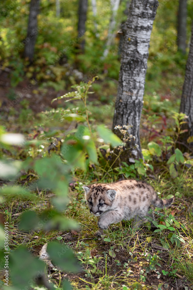 Obraz premium Cougar Kitten (Puma concolor) Creeps Along Forest Floor Autumn