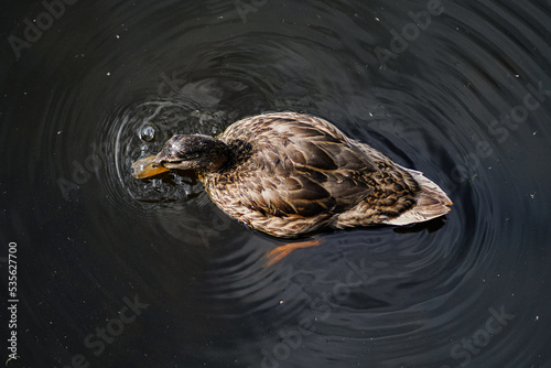 Duck in the water