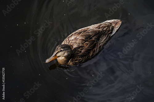 Duck looking towards camera