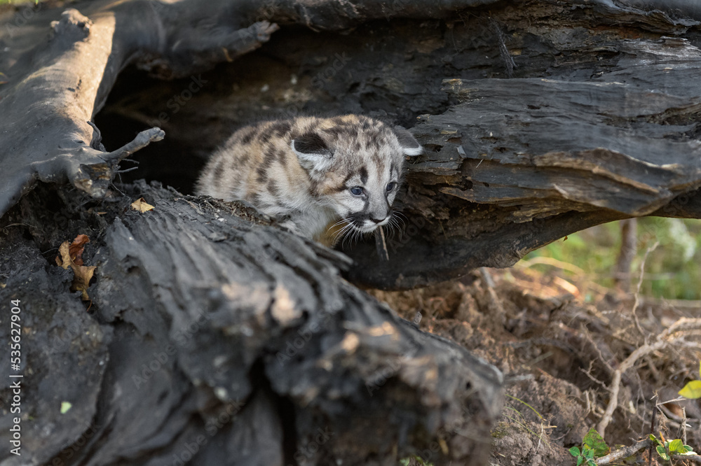 Cougar Kitten (Puma concolor) Peeks Out of Log Autumn Cougar Kitten (Puma concolor) Peeks Out of Log Autumn