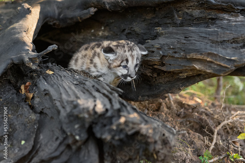 Cougar Kitten  Puma concolor  Peeks Out of Log Autumn