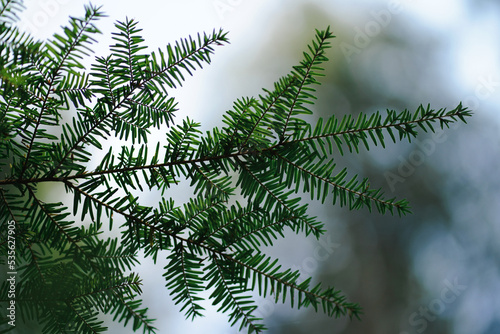 Branches of a pine tree