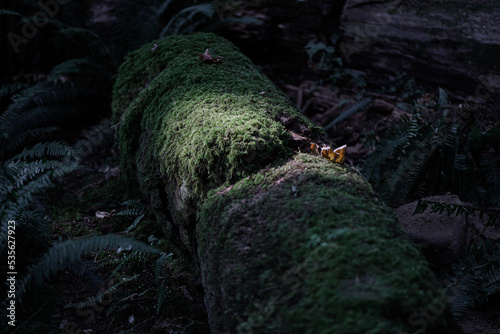 Fallen tree trunk covered with moss