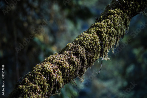 Moss on a tree branch in forest