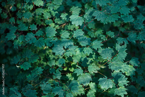 A pattern of green maple leaves