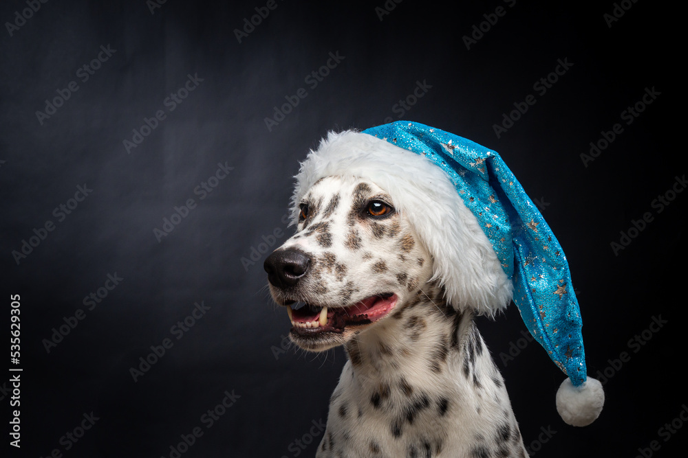 Portrait of a Dalmatian dog in a Santa Claus hat, highlighted on a black background. Portrait of a Dalmatian dog in a Santa Claus hat, highlighted on a black background.