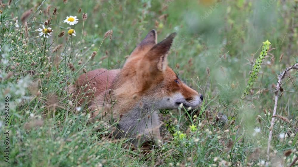 Portrait red fox Vulpes vulpes on a beautiful background, in the wild. Portrait red fox Vulpes vulpes on a beautiful background, in the wild.
