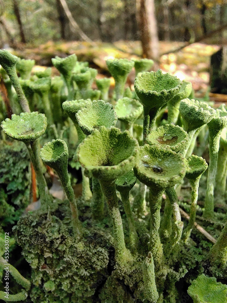 Lichen in the form of many green umbrellas. The foreground and background are blurred Lichen in the form of many green umbrellas. The foreground and background are blurred