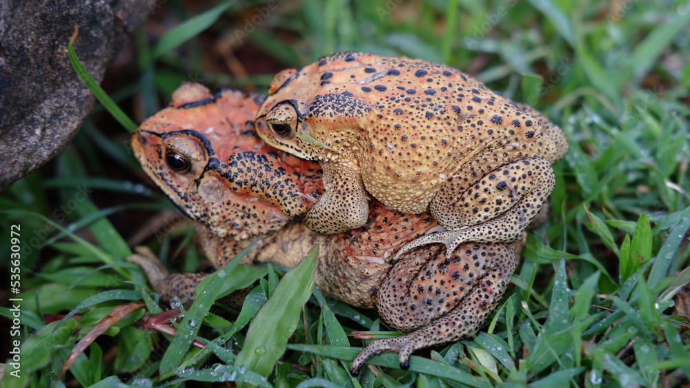 Duttaphrynus melanostictus is commonly called Asian common toad, Asian black-spined toad, Asian toad, black-spectacled toad, common Sunda toad, and Javanese toad. Duttaphrynus melanostictus is commonly called Asian common toad, Asian black-spined toad, Asian toad, black-spectacled toad, common Sunda toad, and Javanese toad.