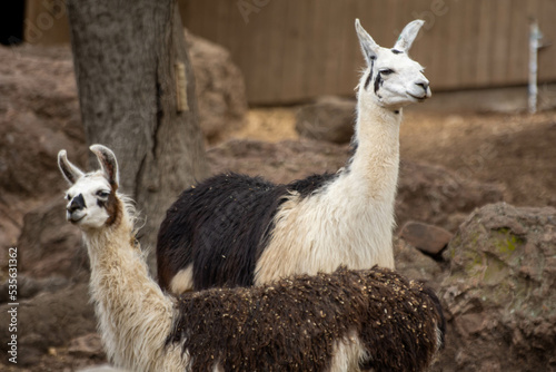 llama in the grass