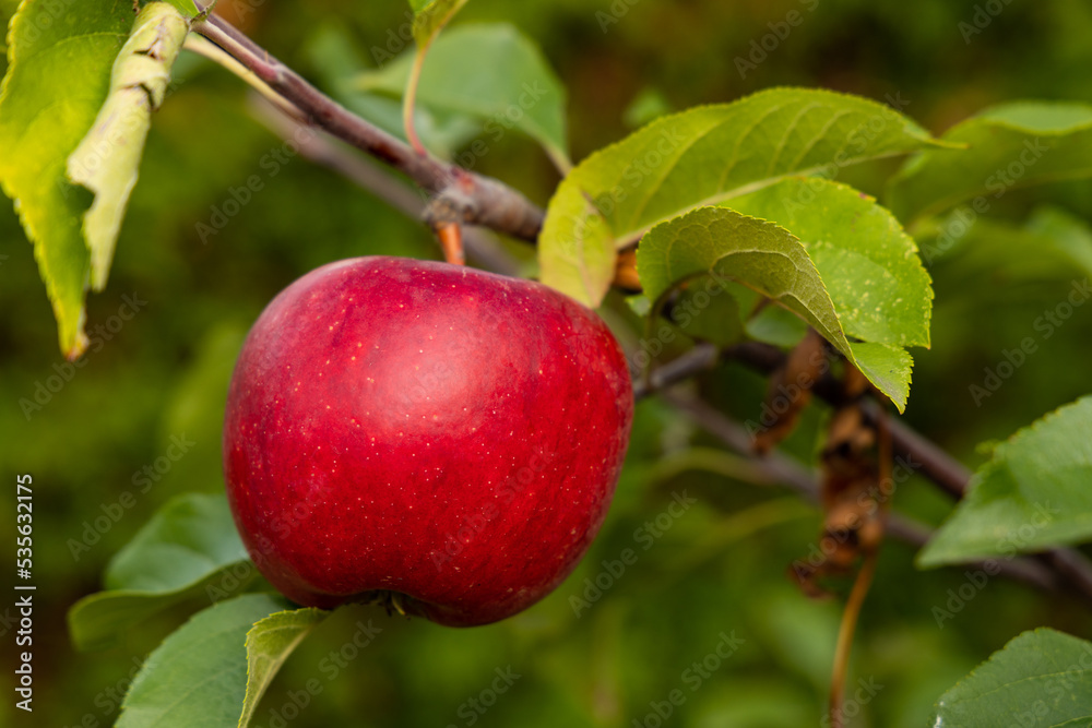 ripe red topaz apples on a tree ripe red topaz apples on a tree