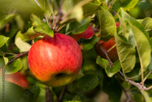 Fotografie ripe red topaz apples on a tree