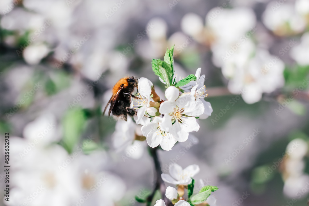 Bumblebee sits on a branch of a flowering tree. White cherry flowers. Green leaves of a tree. Bumblebee near. Bumblebee collects nectar. Wild bumblebee. White spring flowers. Flowers on a tree. Bumblebee sits on a branch of a flowering tree. White cherry flowers. Green leaves of a tree. Bumblebee near. Bumblebee collects nectar. Wild bumblebee. White spring flowers. Flowers on a tree.