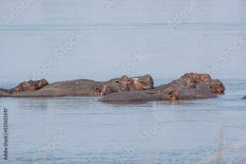 Hippos in Zambezi River, Zambia